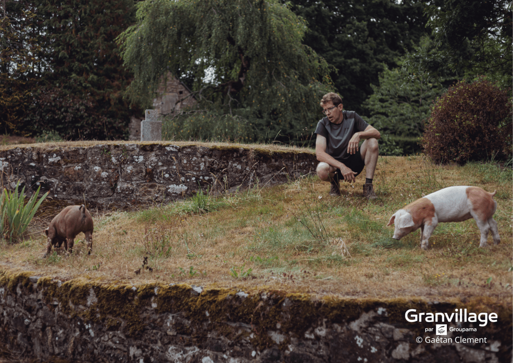 franck lechat et ses cochons