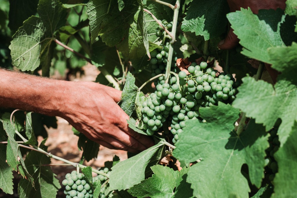 producteurs circuit court