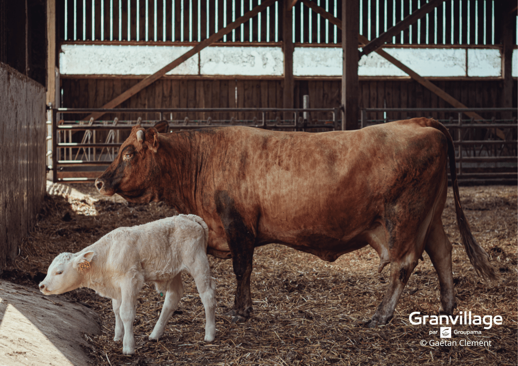 vaches d'eric auboin