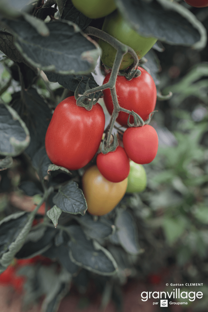 maraichage en famille