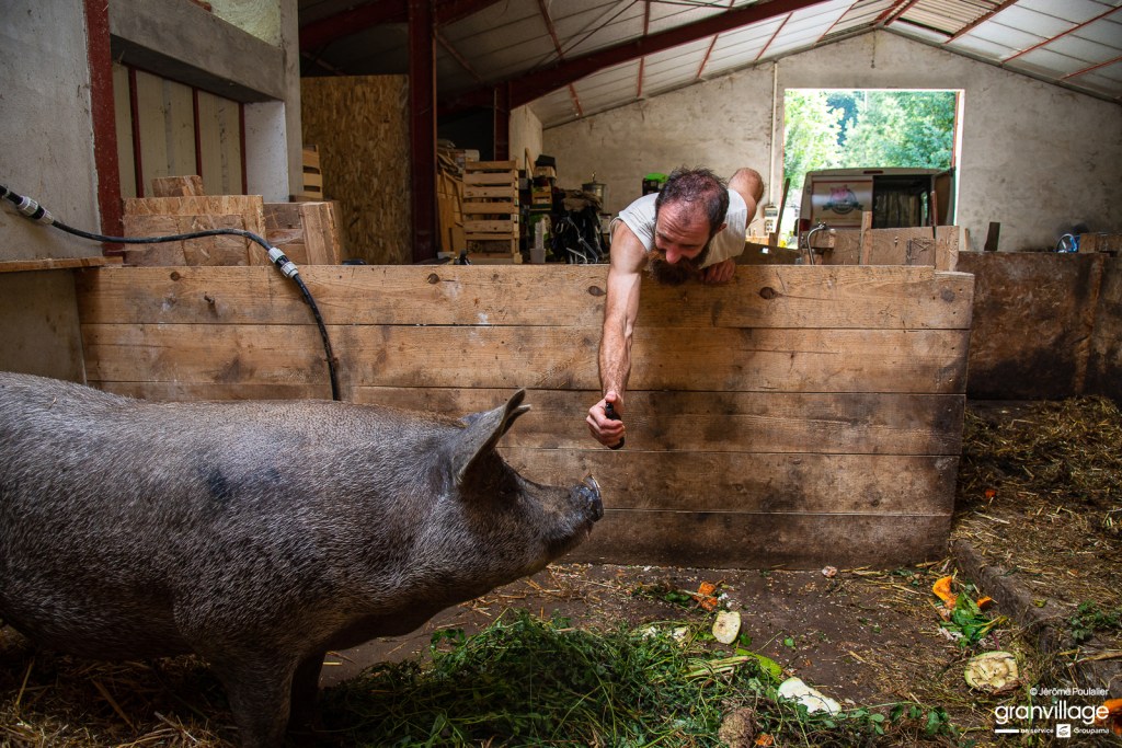 sylvain régnier porcs