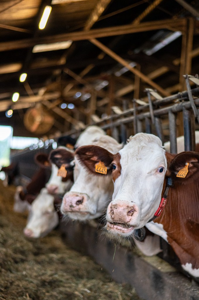 vaches du GAEC du Truchet