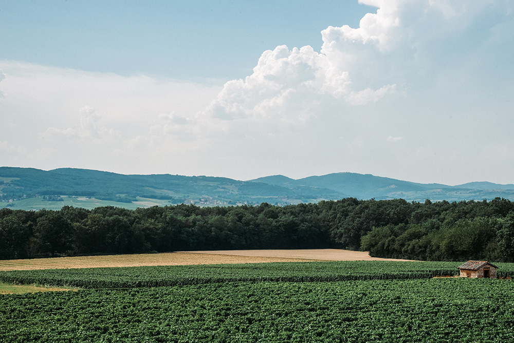 SCEA - Granvillage Décrypte - parcelles de vignes