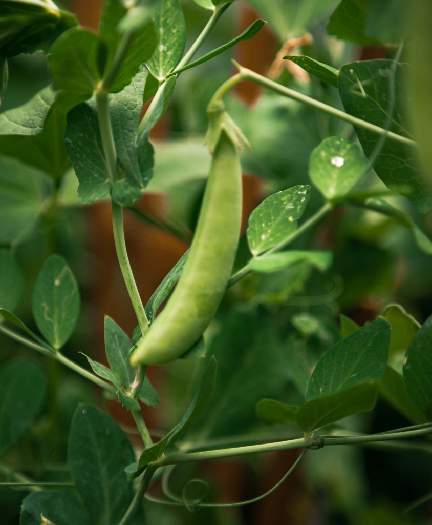 Les petits pois, le légume star du mois de mai