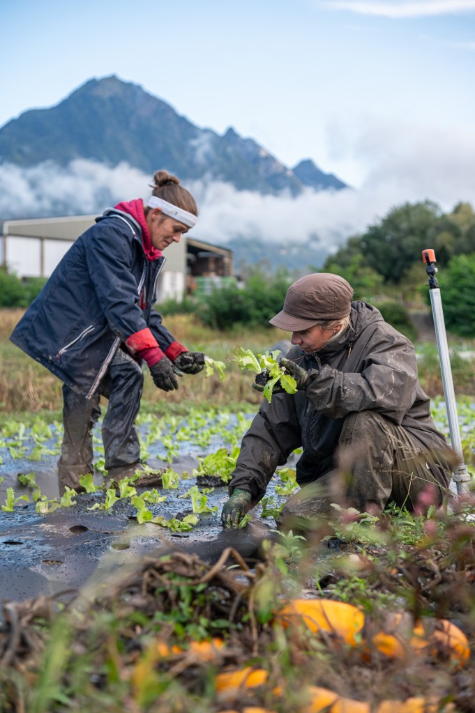 Agricultrices pratiquant le maraichage