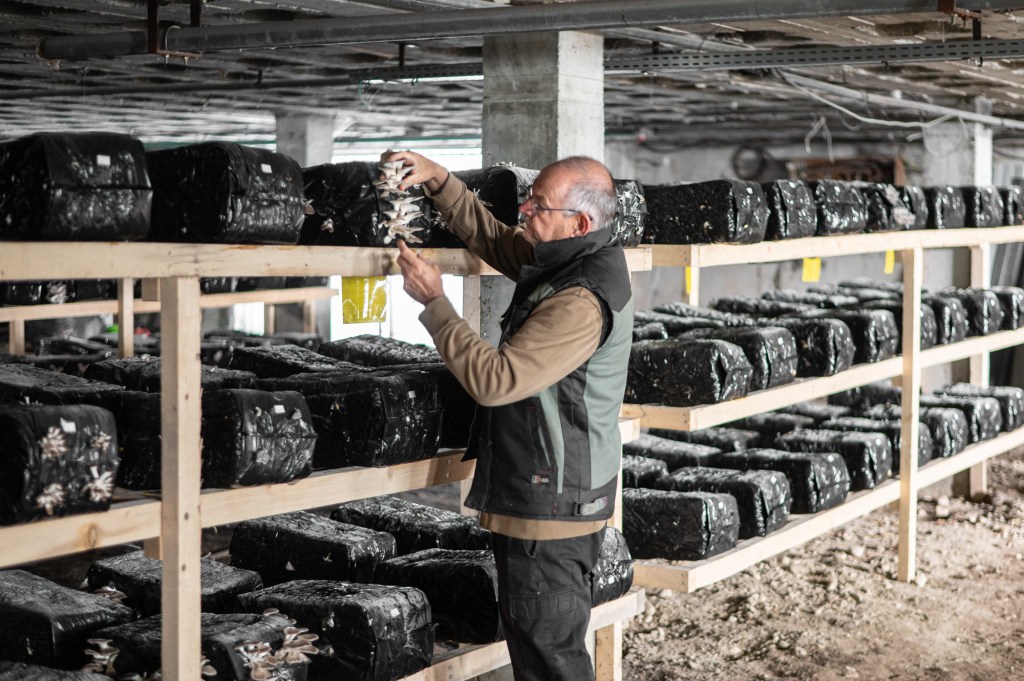 Rudy et ses champignons