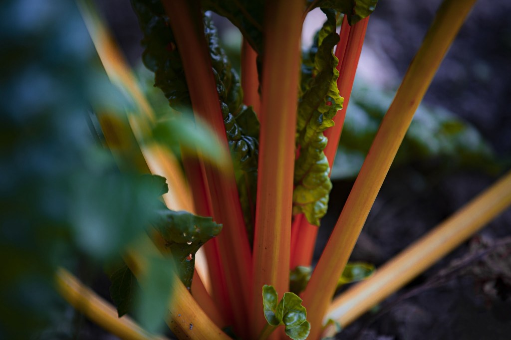 Rhubarbe le fruit star du mois de mai
