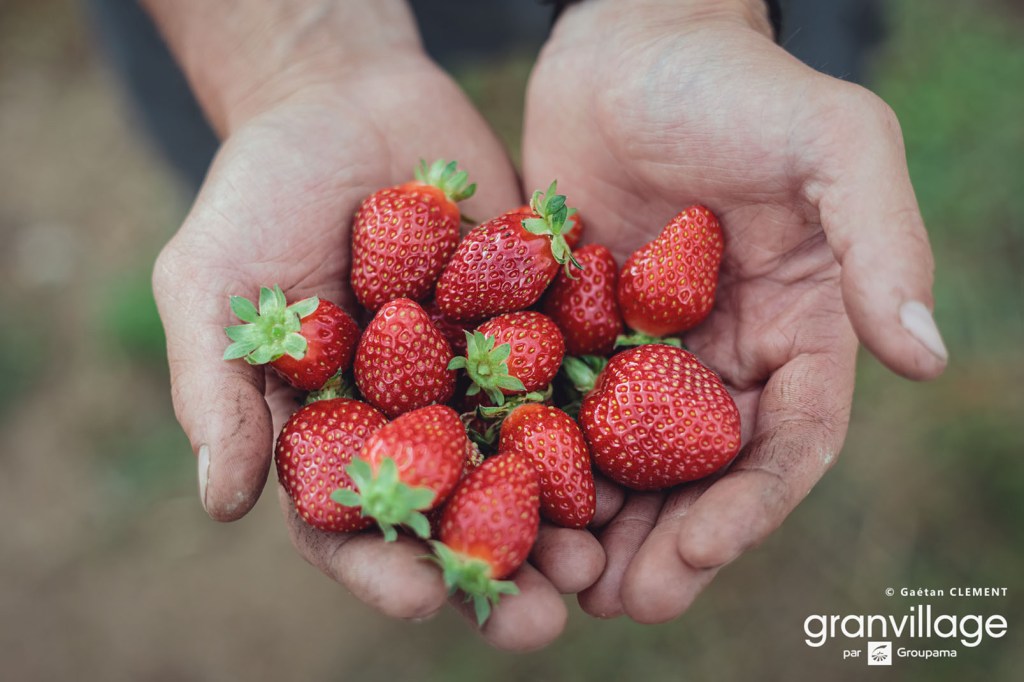 La fraise : le fruit star du mois d'avril