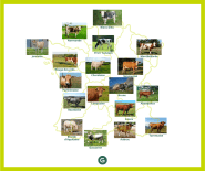 Les Races De Vache Tout Savoir Sur Les Races Bovines En France Blog 