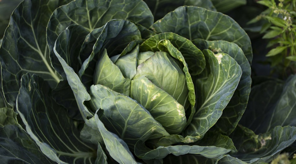 Choux, le panier des fruits et légumes du mois de mai