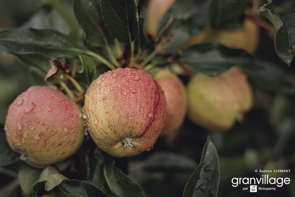 pommes dans les vergers